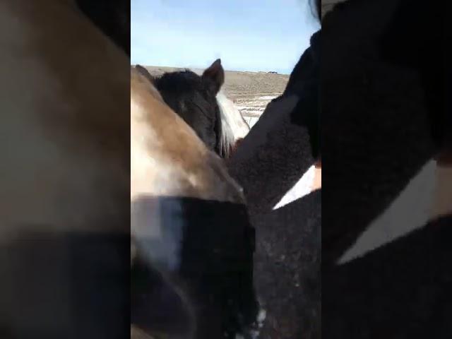 Atta-Kisses Take # 1#horses #dogs #shorts #LanguageofHorses #colorado #pets