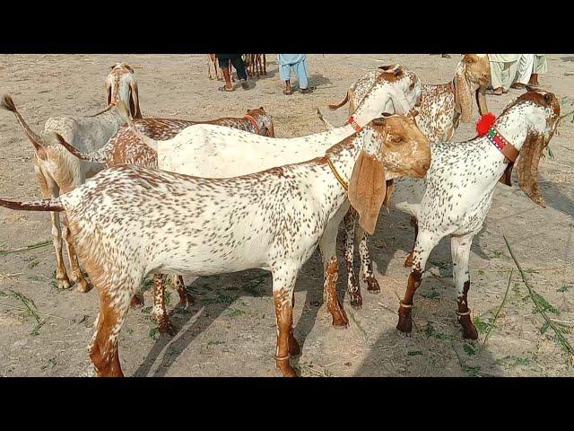 makhi cheeni bakra Mandi pakistan bakra Mandi 2024 Ajmal tv hasilpur 03086171529