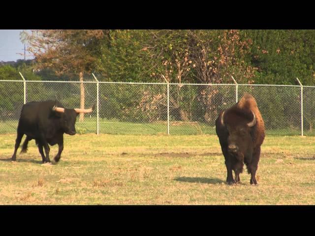 Longhorn and American Buffalo at fence