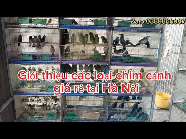 10/11_ giới thiệu các loại chim cảnh giá rẻ tại Hà Nội 0389860987