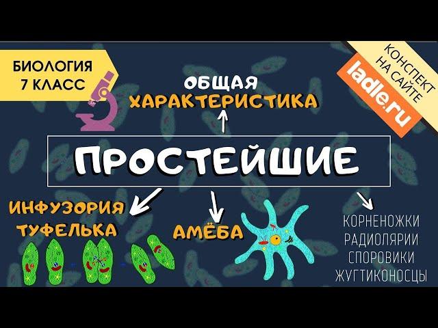 Тип Простейшие. Биология 7 класс. Амеба, инфузория. Одноклеточные организмы. Животные. Эукариоты ЕГЭ