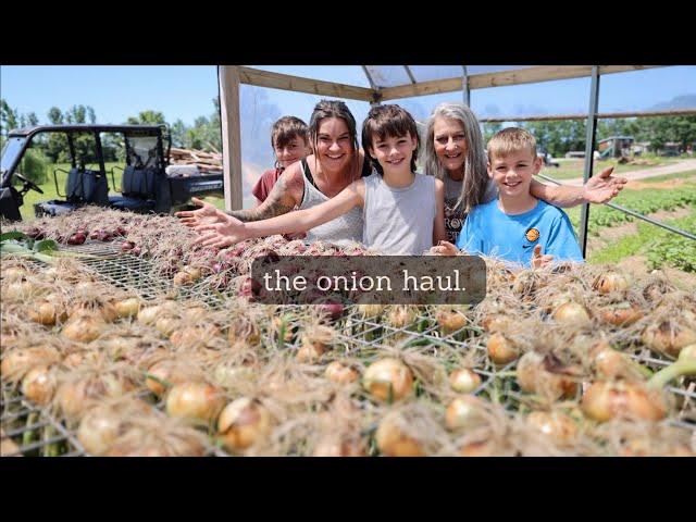 Our homegrown onion harvest  | VLOG