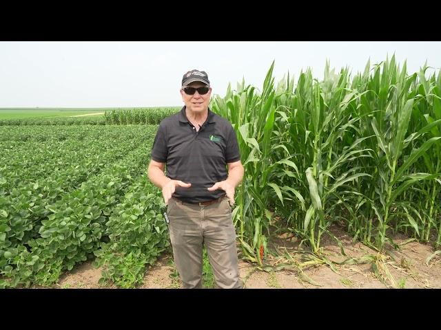 WM23- Corn, Soybean, and Tillage Effects