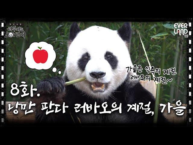 What is Lovuji's personal season? │ Lebao EP.8 The Romantic Panda Lebao's Season, Autumn