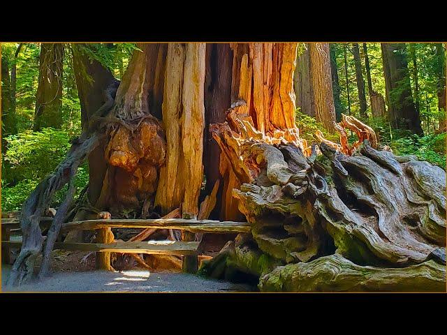 Hiking Hoh River Trail & Hoh Rainforest (BIZARRE TREES) Olympic National Park