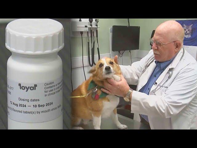 Experimental Drug May Help Dogs Live Longer