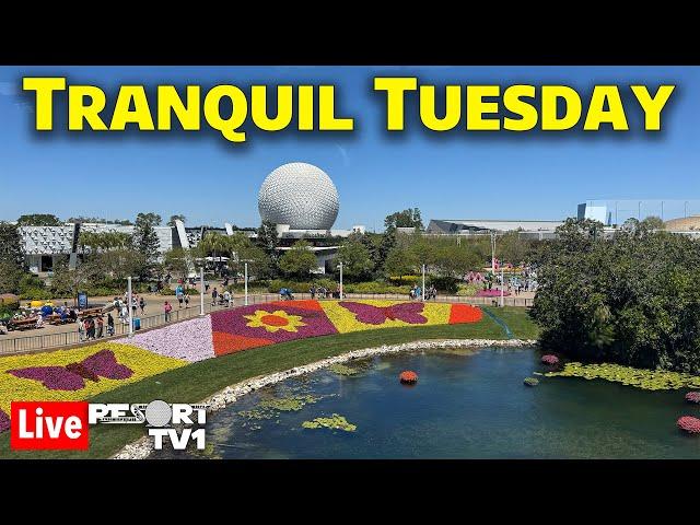 Live: Tranquil Tuesday at Epcot - A Peaceful Evening - Walt Disney World Live Stream - 4-29-25