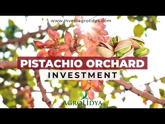 Pistachio Orchard Investment in Türkiye with Agrolidya!