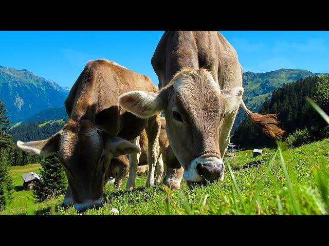 Sound of cows mooing in the summer fields for 8 hours