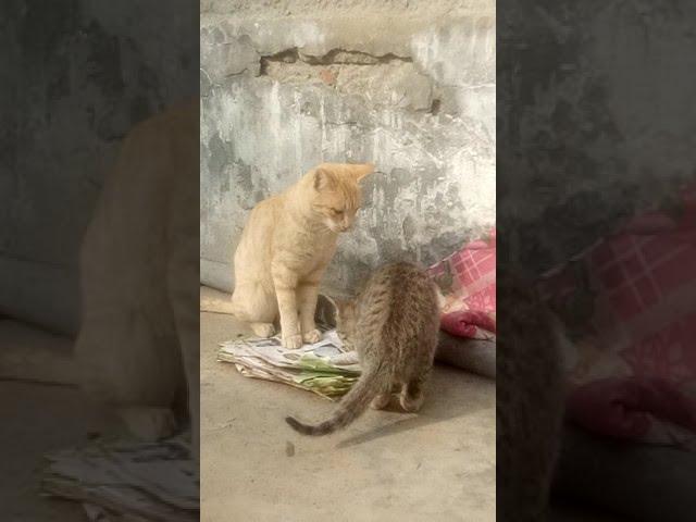 Cat playing with kitten or fighting? #ytshorts #ytshorts #cats #catshorts #virolshort