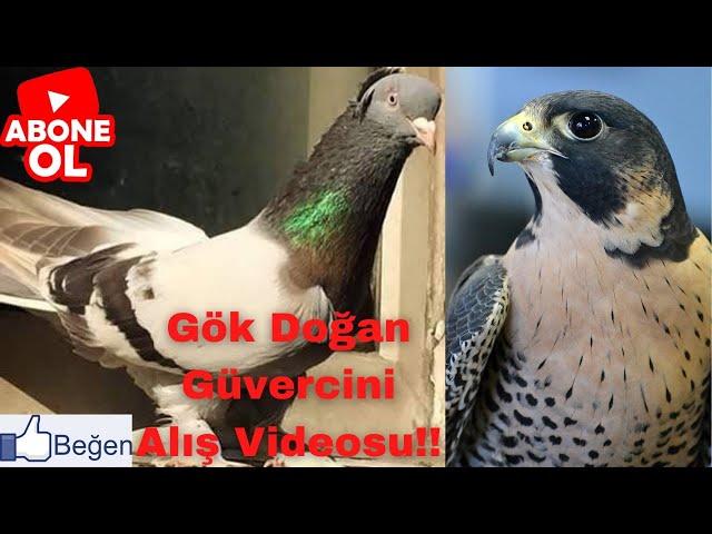 Gök Doğan Güvercini Alış Videosu!! #gökdoğan #şahin #oyunkuşu #mehmetolcar