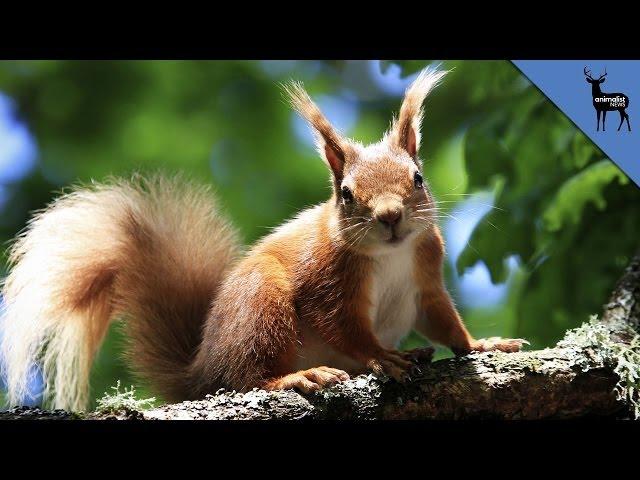 Russian Squirrels Are Being Sold As Pets!