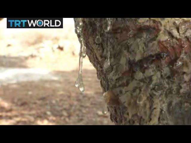 Chios Mastic: Greek farmers make living cultivating rare crop