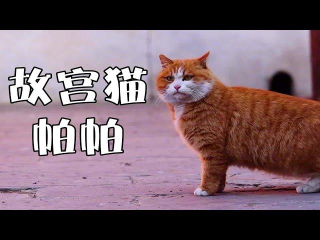 你知道故宫猫帕帕吗？