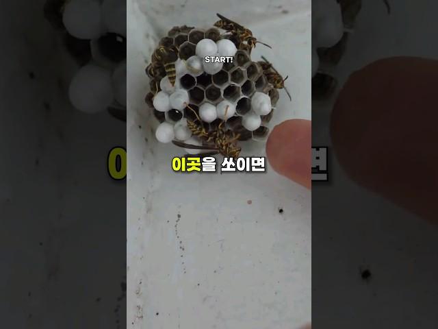 벌에게 쏘이면 '절대' 안되는 부위 (중요부위 아님)