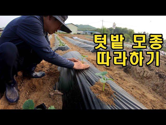 텃밭 만들어 보셨나요/텃밭따라 하기/모종심기/상추 토마토 오이 가지 모종하기