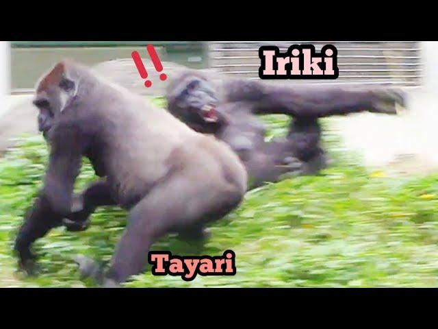 Iriki Is Annoyed as Tayari Suddenly Pats Her!艾媽對塔莉突然拍她感到不滿！