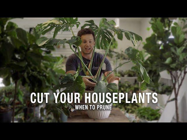 When and How To Prune Your Houseplants?