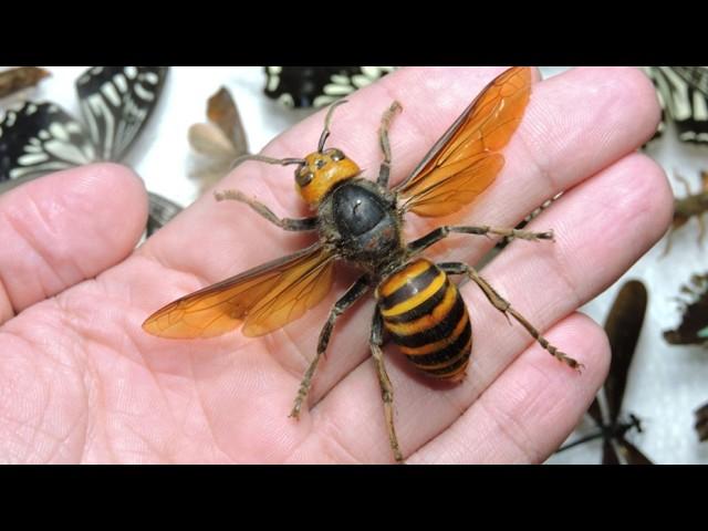 The Most Dangerous Mission: Exterminators Battle with Deadly Murder Hornets