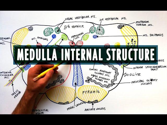 Medulla | Cross section | Internal structure - Neuroanatomy Tutorial