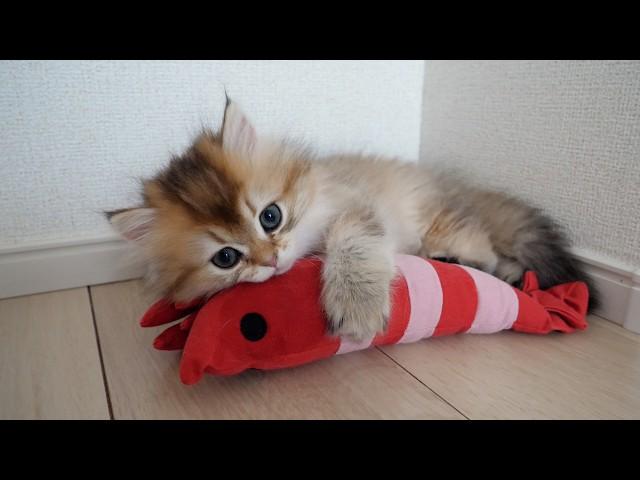 Here are the kittens fascinated by the shrimp