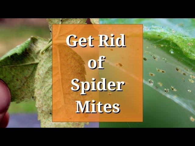 Get Rid of Spider Mites