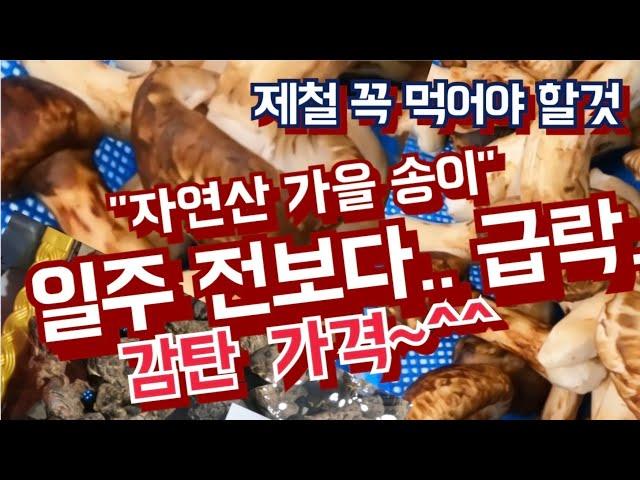 가을철 송이 안먹고  넘어가면 서운하죠? / 일주전 보다 가격 급락 했어요[경동시장]