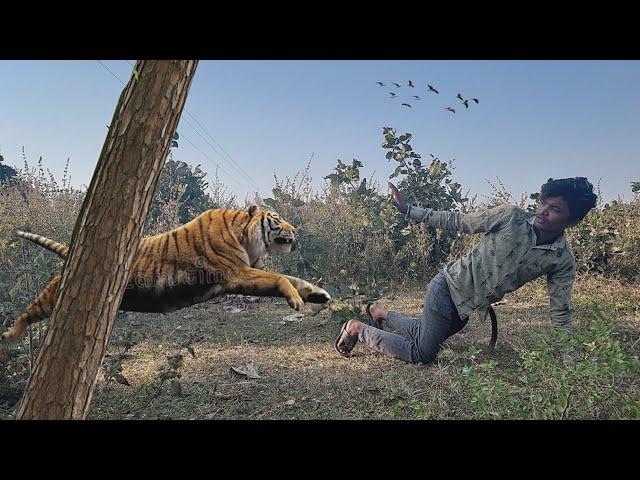 Tiger Attack Man in Forest | Fun Made Movie by Wild Fighter Team #viralvideo #tiger