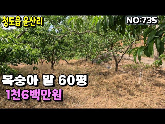 청도땅(735) 청도IC 7분 남향 복숭아밭 주말농장 평지 산밑골짜기#청도부동산매물#청도토지#청도부동산#청도전원주택#청도촌집#청도농막