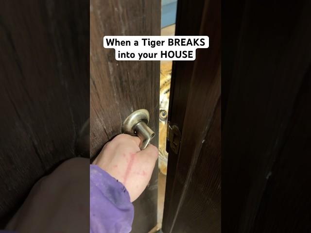 When A Tiger Break iNto Your House  iB: ​⁠@Yara_Goryanskiy #TheManniiShow.com/series