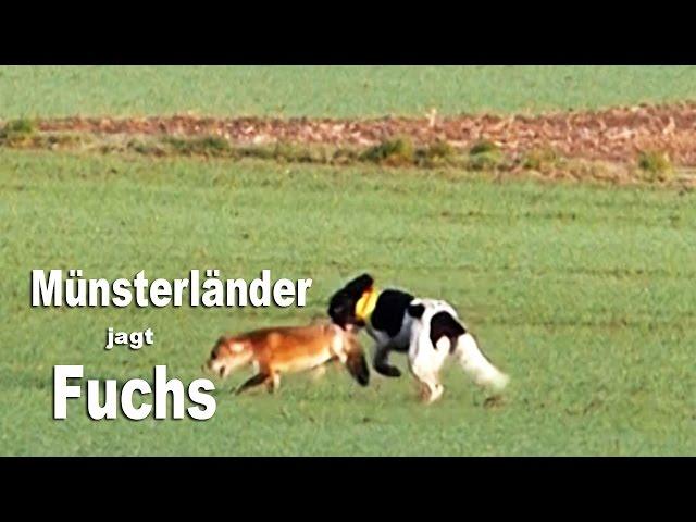 Münsterländer jagt Fuchs