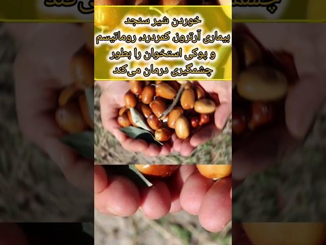 ترکیب شیر و سنجد برای درمان درد مفاصل #دردزانو