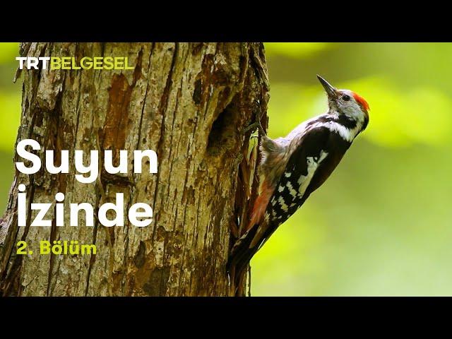 Suyun İzinde | Yıldız Dağları (2. Bölüm) | TRT Belgesel