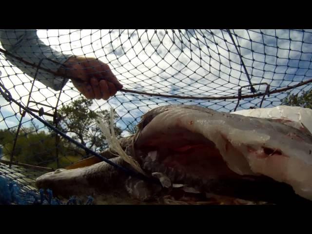 Fishing for Mud Crabs - REEL ACTION TV