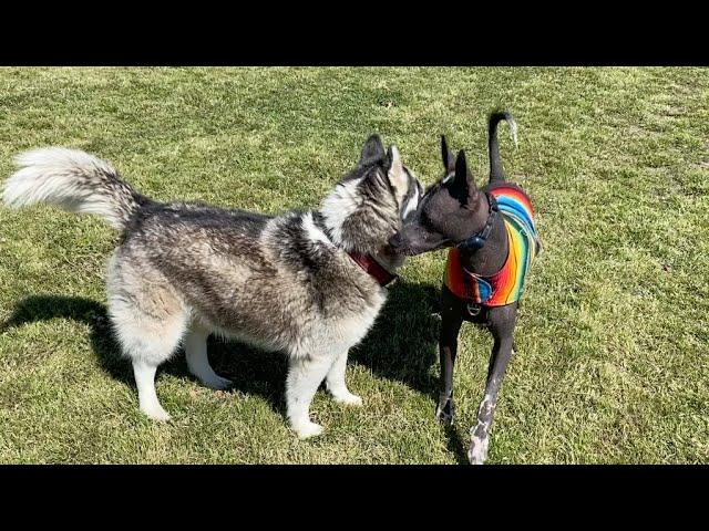 Xoloitzcuintli Dogs, Bullies and Huskies at a Park