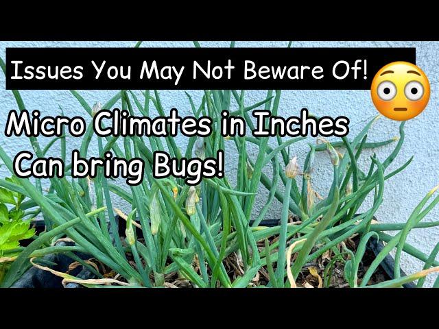 Be Aware Garden Micro Climates￼ Can Cause Insect Pests on Plants and GROWING Green Walking Onions