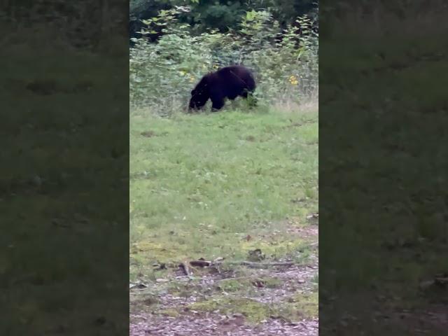 Fort Mountain State Park Bear