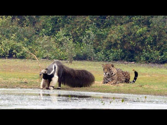 Jaguar Stalks Giant Anteater Only To Watch It Walk Off