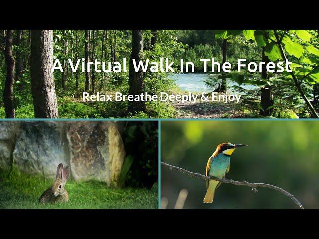 Virtual Nature Walk: A Walk In The Forest