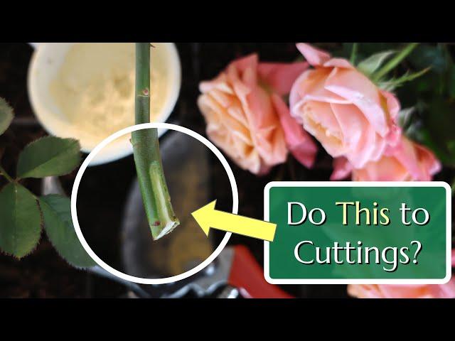 Should You Score Cuttings? Plant Propagation