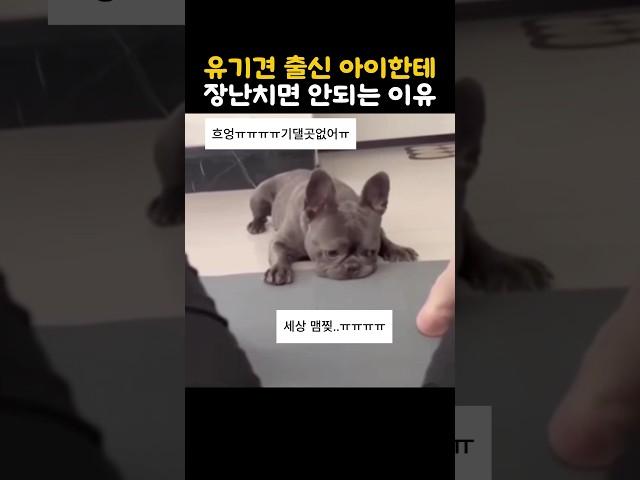 유기견 출신 아이한테 장난치면 안되는 이유  #유기견 #유기견입양 #댕청미