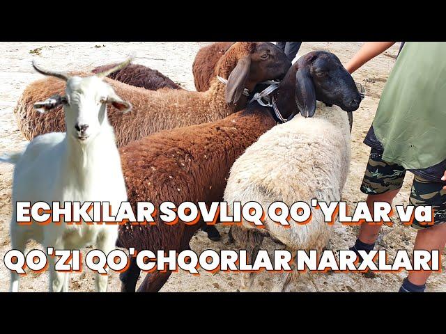 ECHKILAR , SOVLIQ QO'YLAR va QO'ZI QO'CHQORLAR narxlari , Angren mol bozori