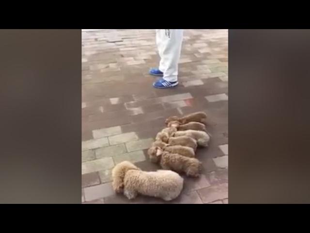 Amateur video: Man walking dogs goes viral on Chinese internet