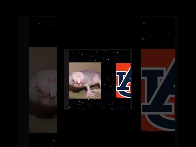 Fr #football #college #trash #auburn #bamma #goated #clips