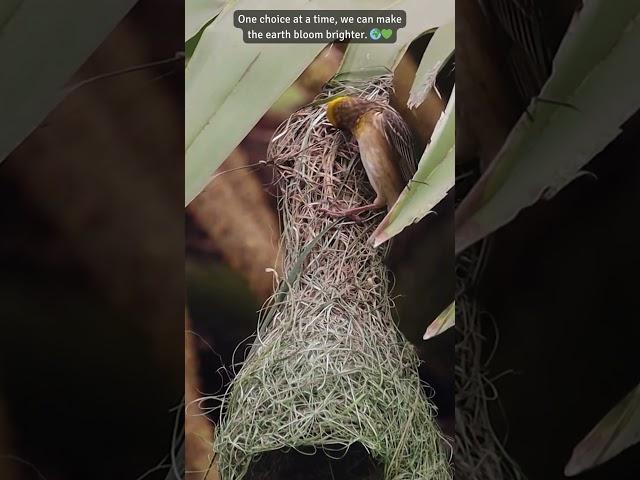 Feathered Tailor’s Craft🪹  #bayaweaver  #nest #nestbuilding #nature