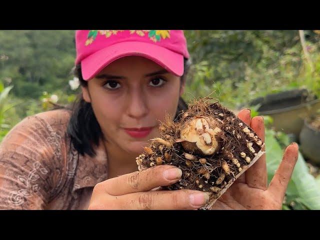 Sembrando plantas para que nunca nos falte comida ~ Saida ZC~ 