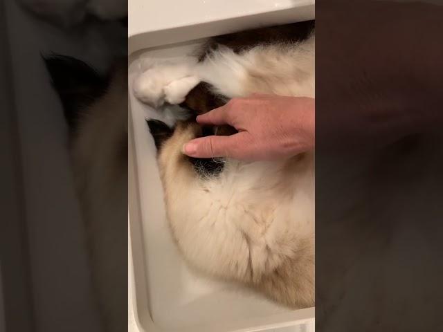 13-Year-Old Ragdoll Cat Charlie Waking Up in the Sink #ragdoll #ragdollcat #floppycats