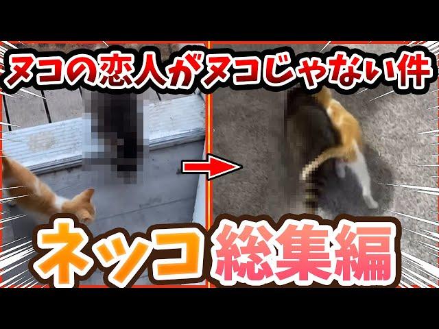 【2ch動物スレ総集編】ネッコがラブラブの恋人を連れてきたが→どう見てもヌコじゃなかったwww/ネッコ300選‼