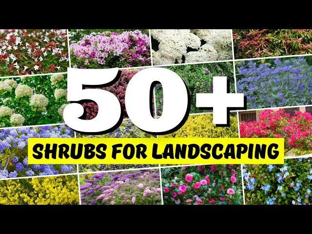 Best SHRUBS for Landscaping: 50+ Shrubs with Names and Pictures for Your Garden!  // Part 1