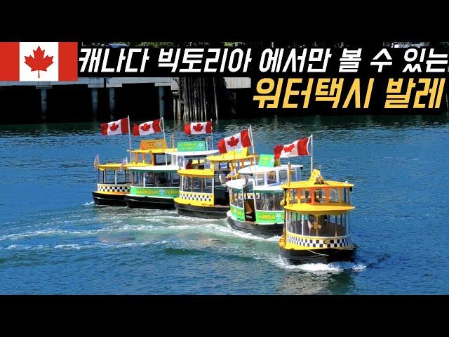 이거 보려고 빅토리아에서 하루 더 있었네요 | 캐나다 서부 로드 트립  #먹방 #차박 Victoria, BC Canada Ep 3